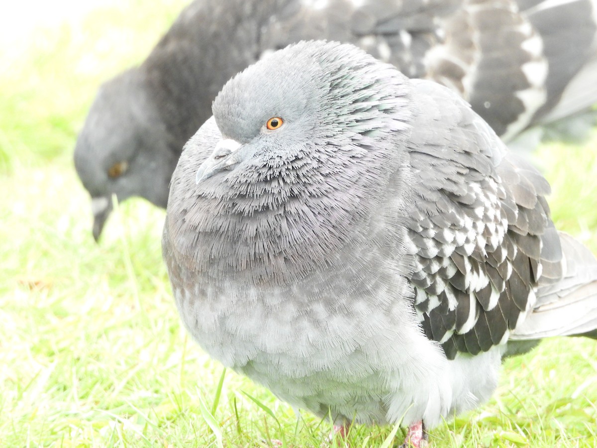Rock Pigeon (Feral Pigeon) - ML620061607