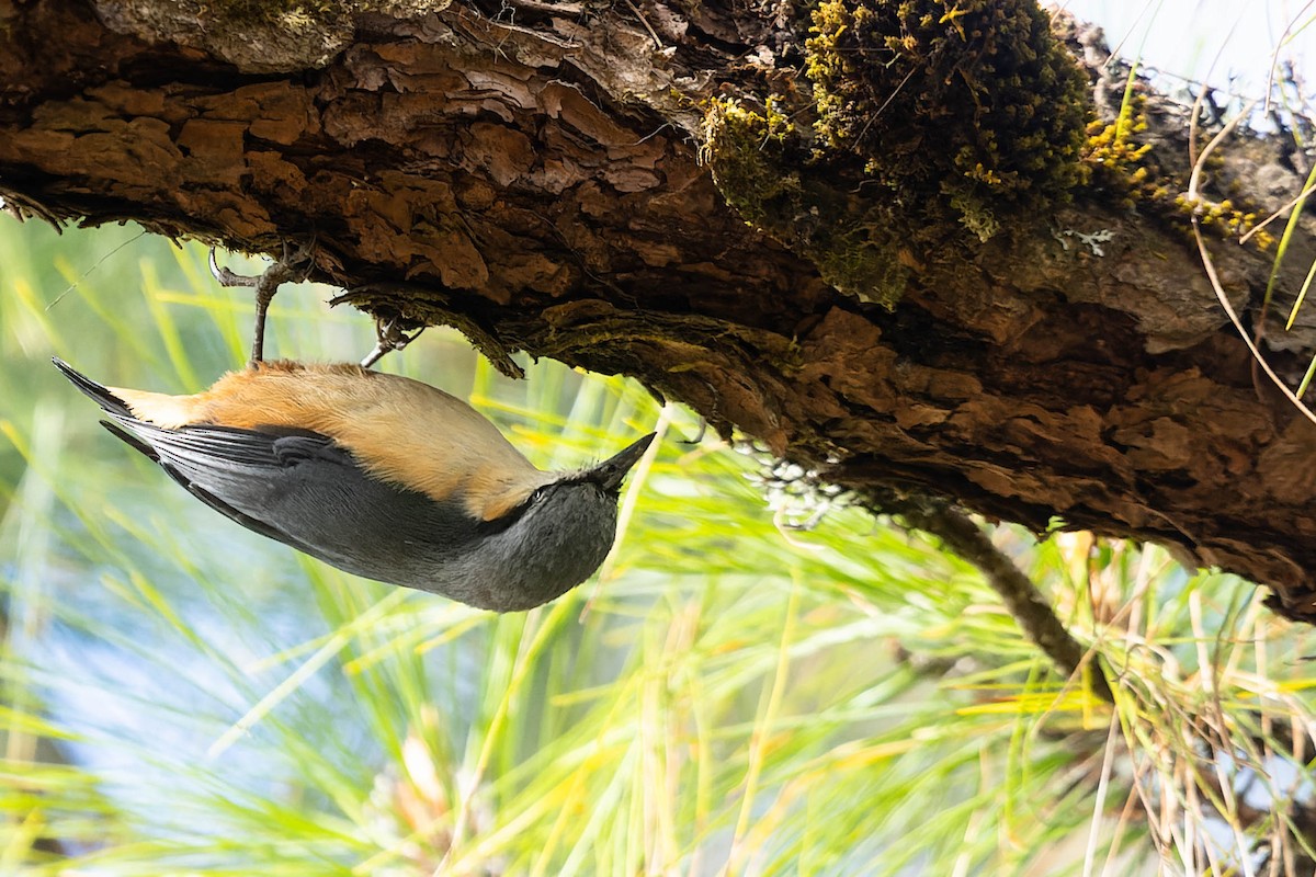 White-tailed Nuthatch - ML620061625