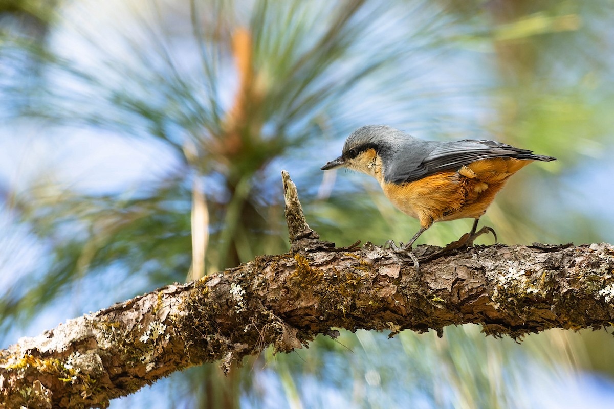 White-tailed Nuthatch - ML620061626