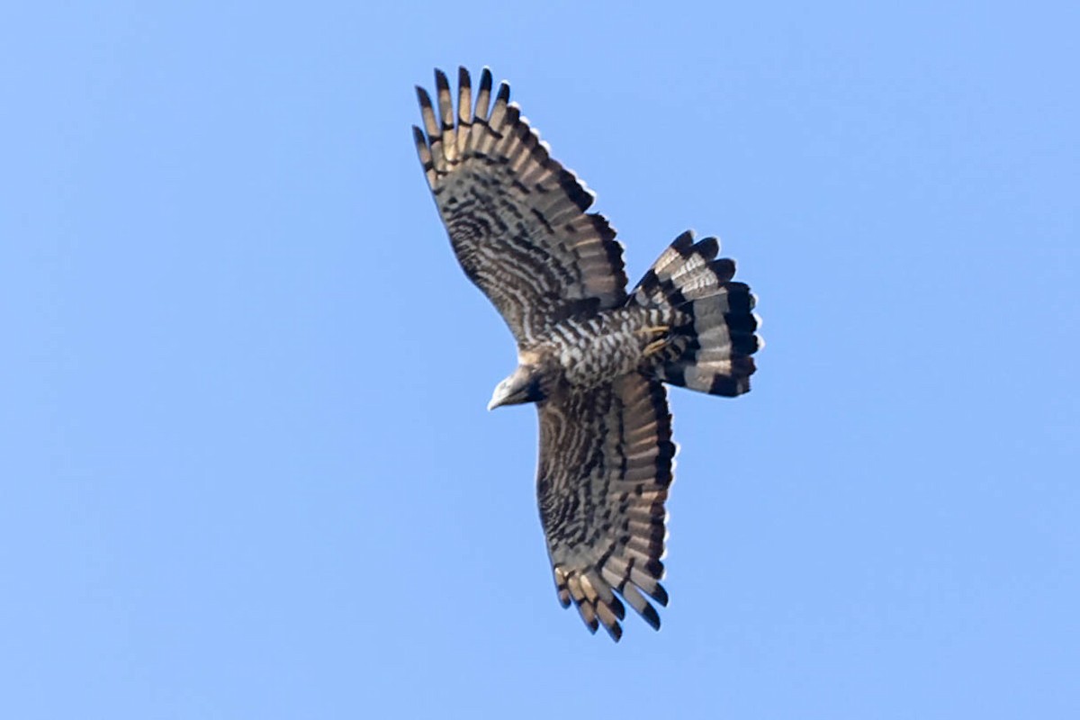 Crested Serpent-Eagle - ML620061648