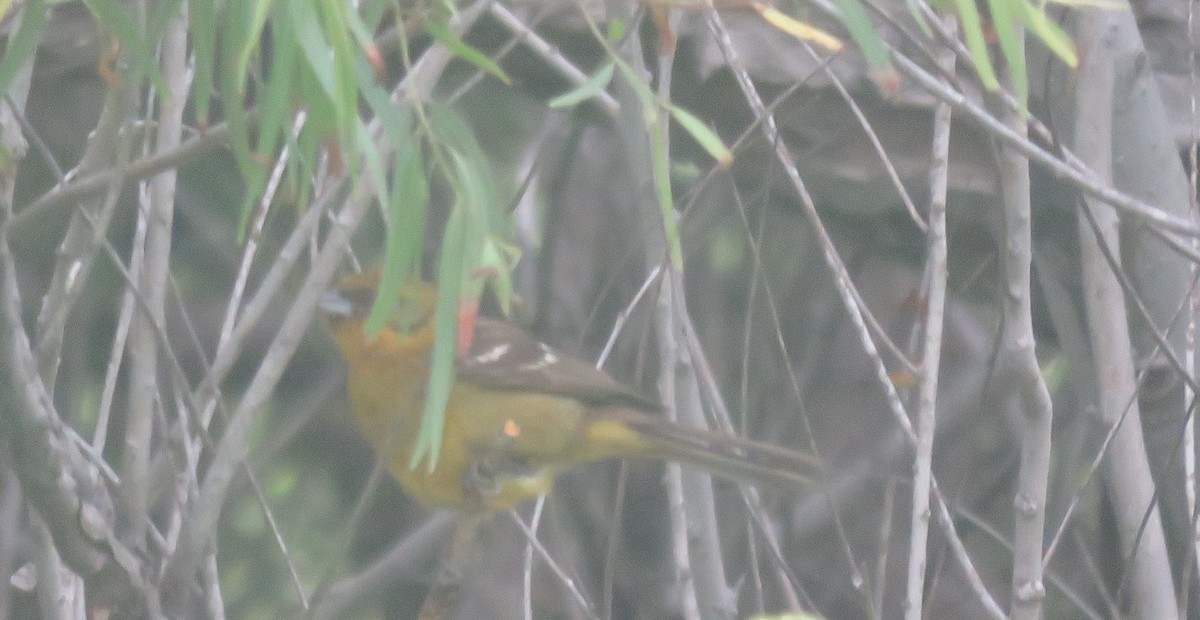 Flame-colored Tanager - ML620061677