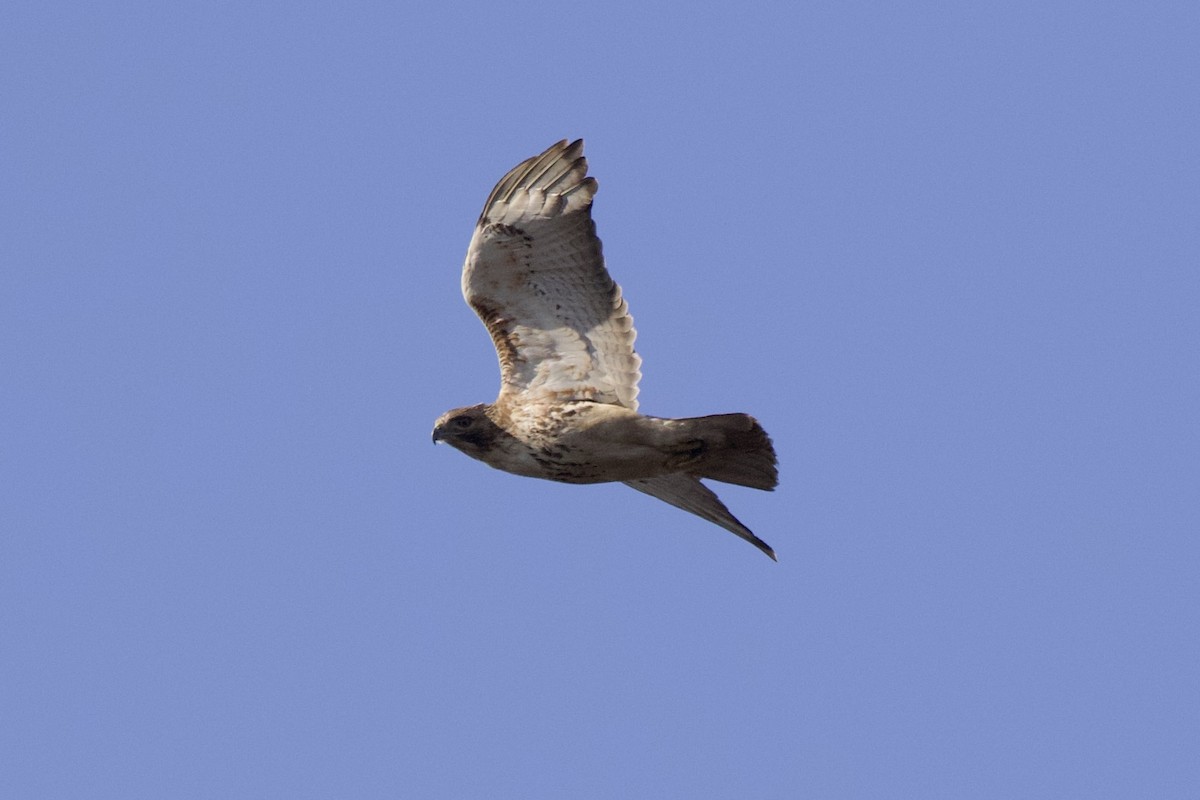 Red-tailed Hawk - ML620061682
