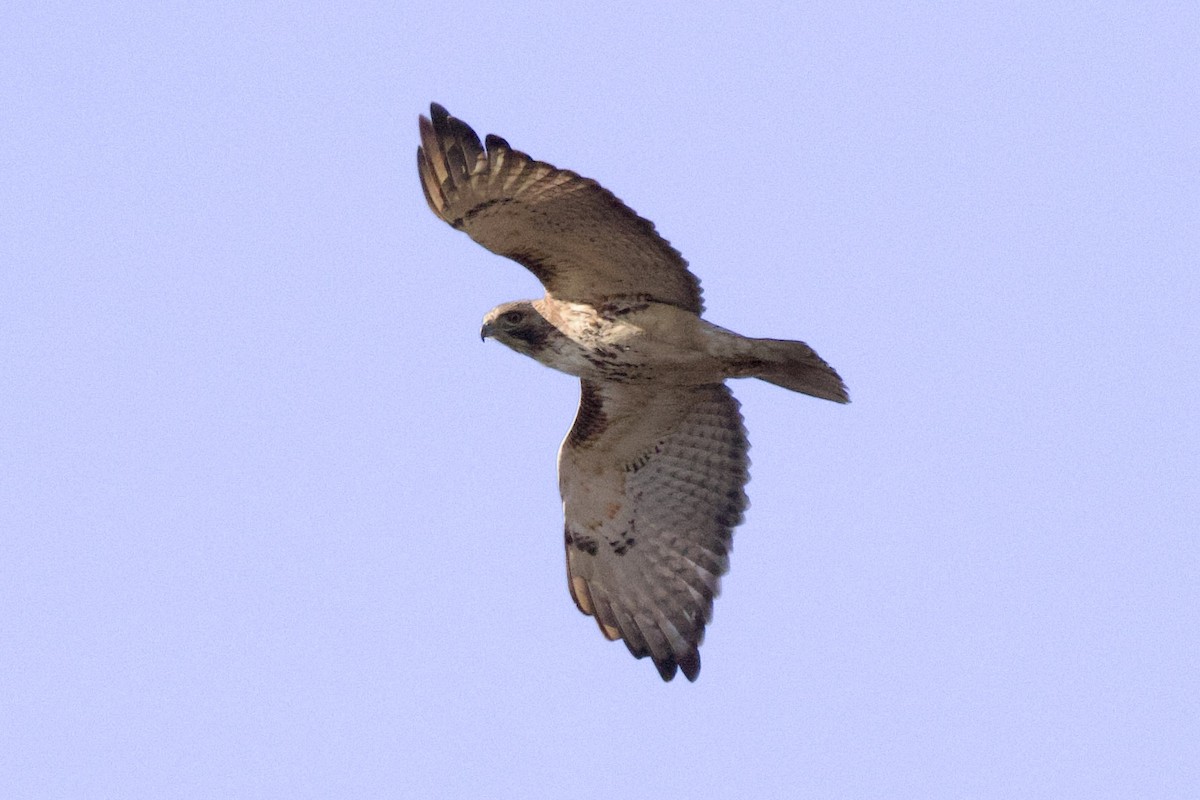 Red-tailed Hawk - ML620061683
