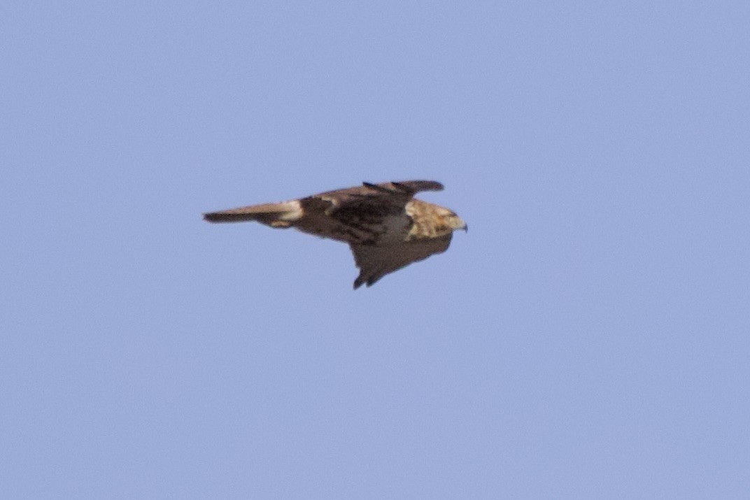 Red-tailed Hawk - ML620061684