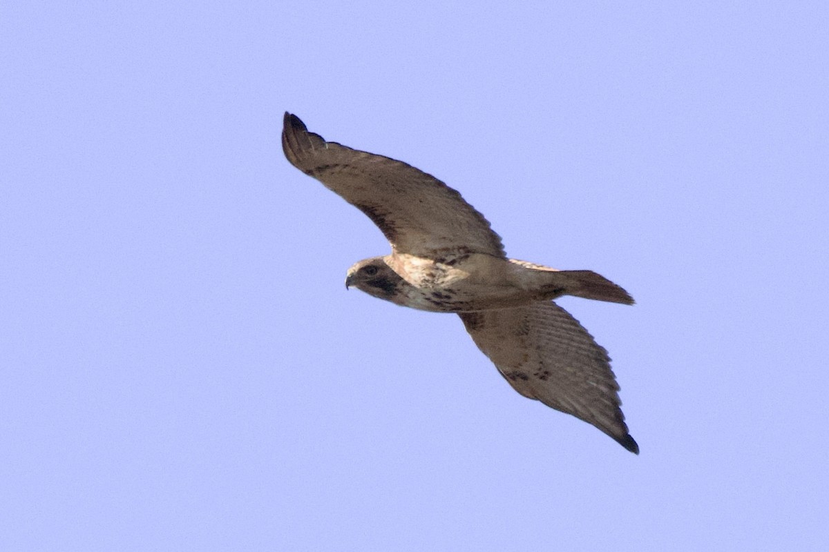 Red-tailed Hawk - ML620061685