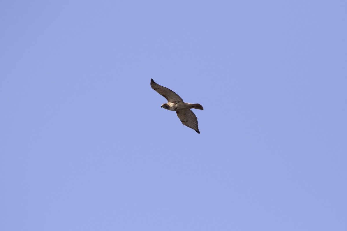Red-tailed Hawk - ML620061686