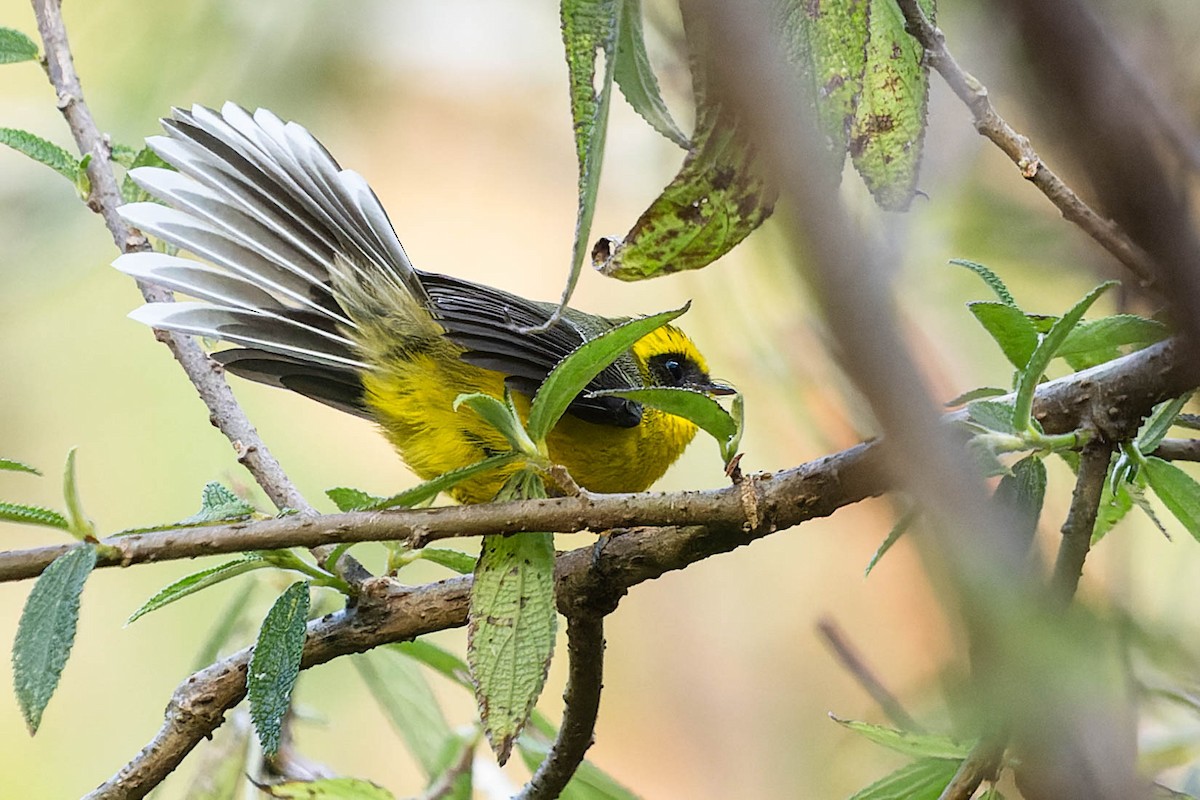 Yellow-bellied Fairy-Fantail - ML620061697