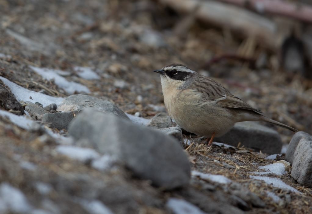 Brown Accentor - ML620061699