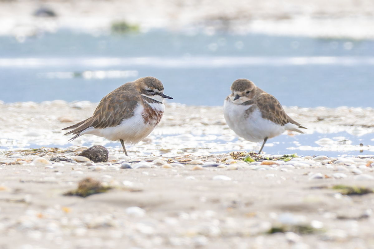 Double-banded Plover - ML620061710