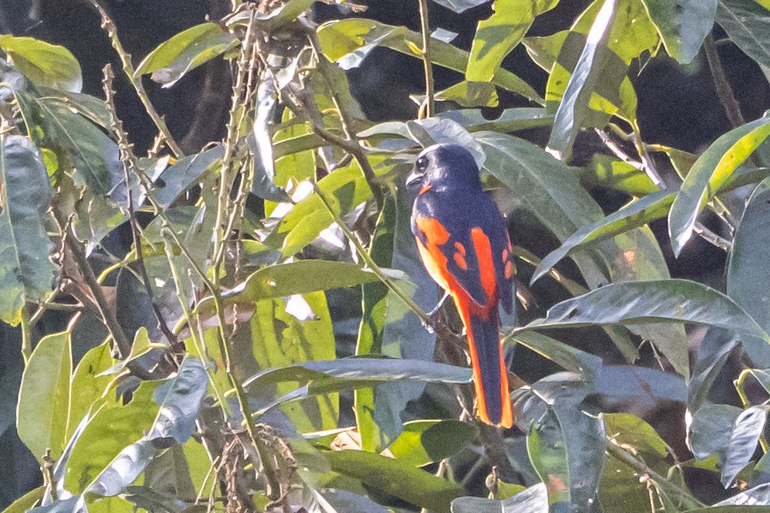 Minivet écarlate - ML620061728