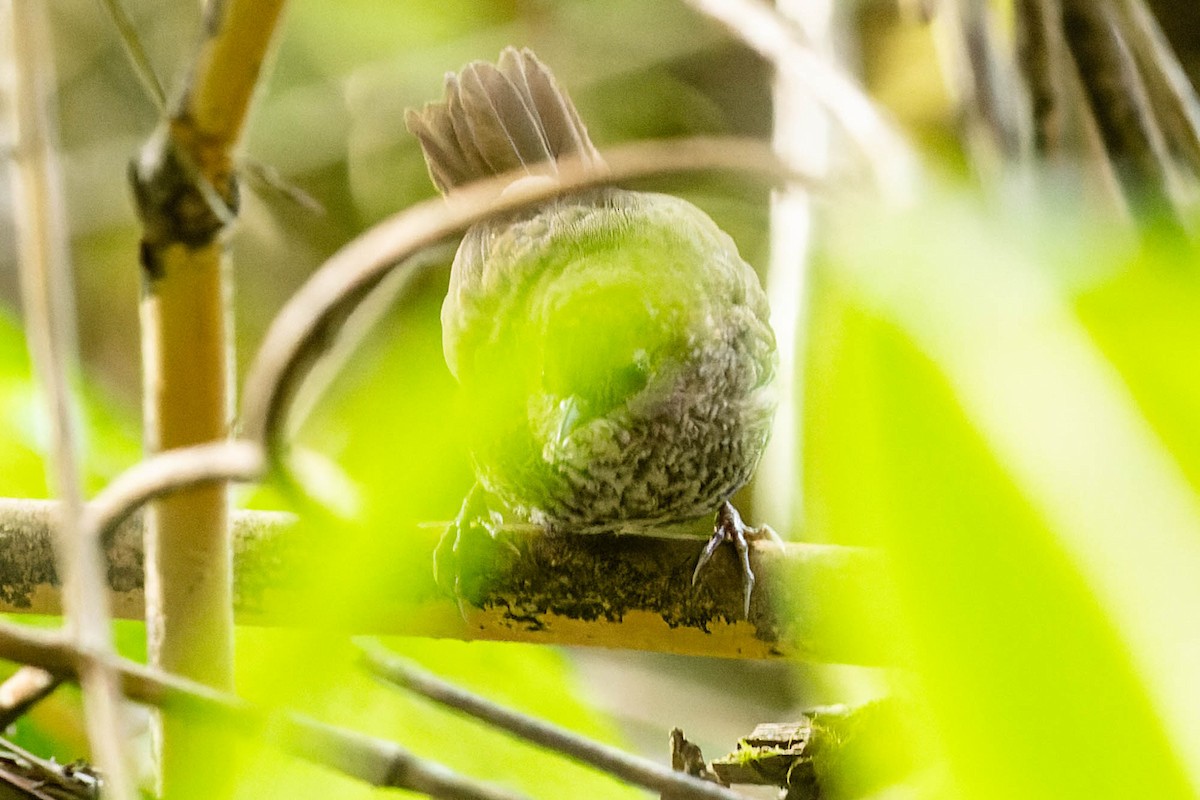 Chin Hills Wren-Babbler - ML620061729