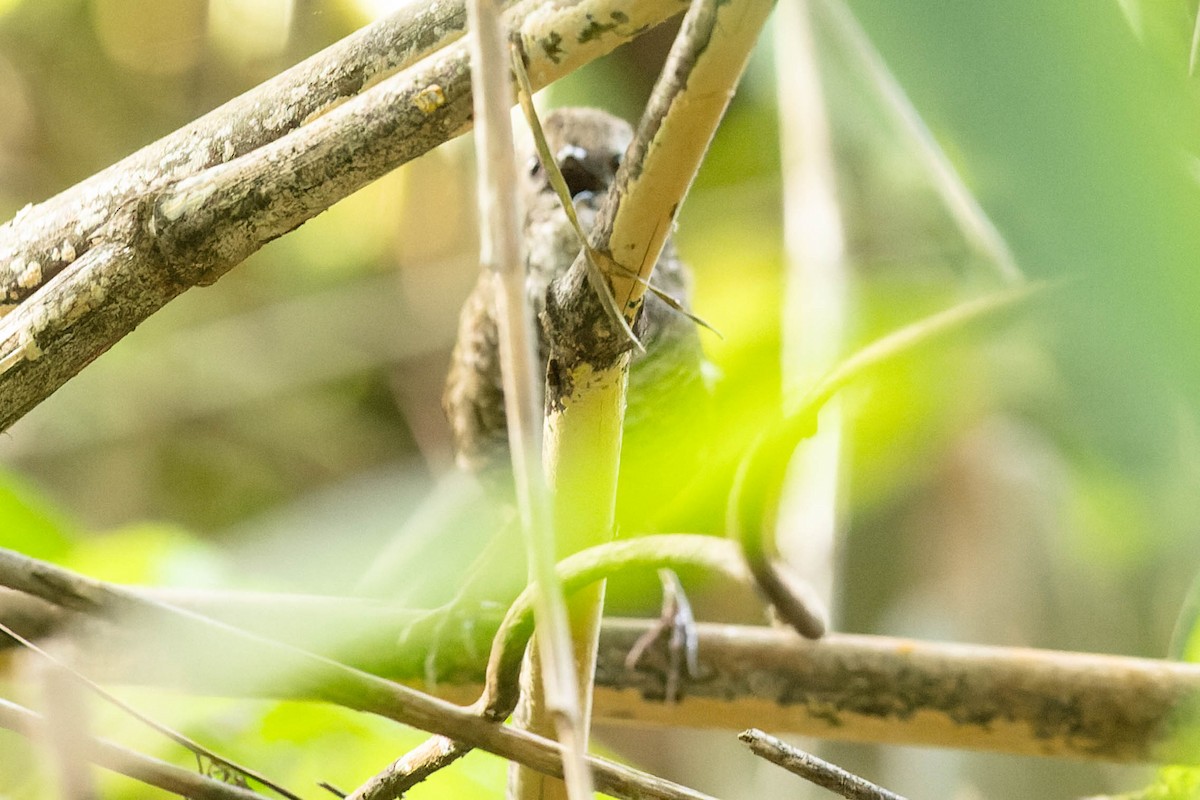 Chin Hills Wren-Babbler - ML620061730