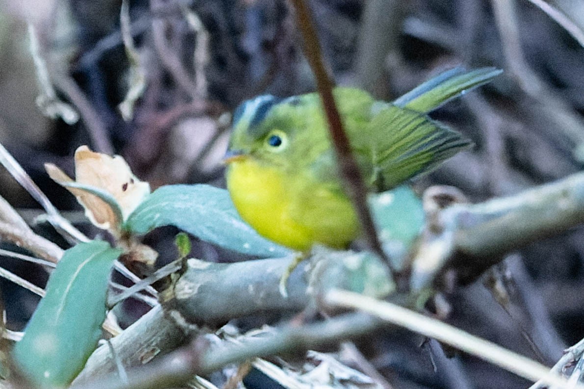 Mosquitero de Whistler - ML620061739