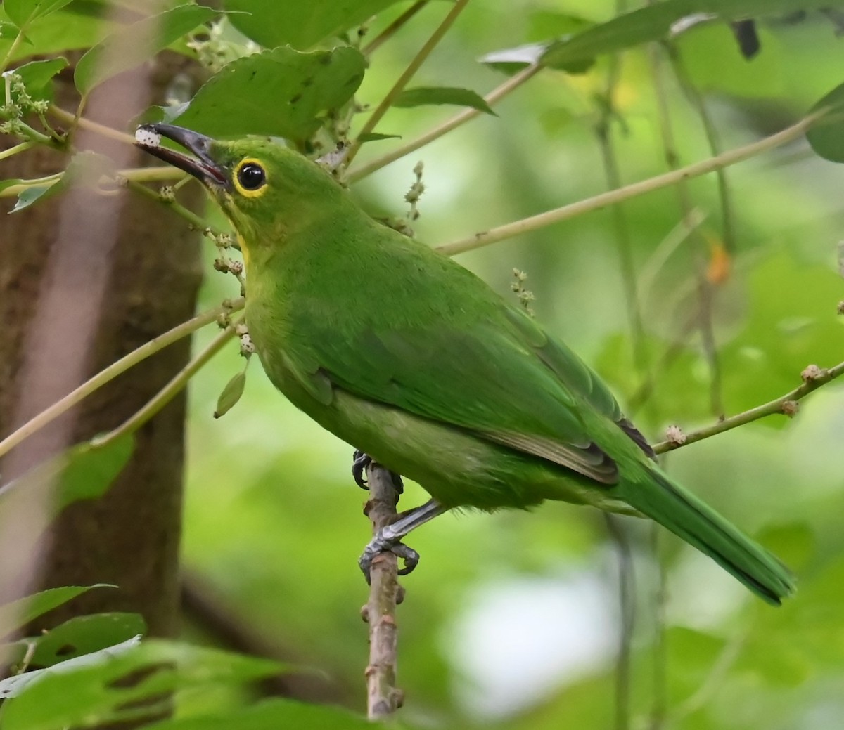 Greater Green Leafbird - ML620061740