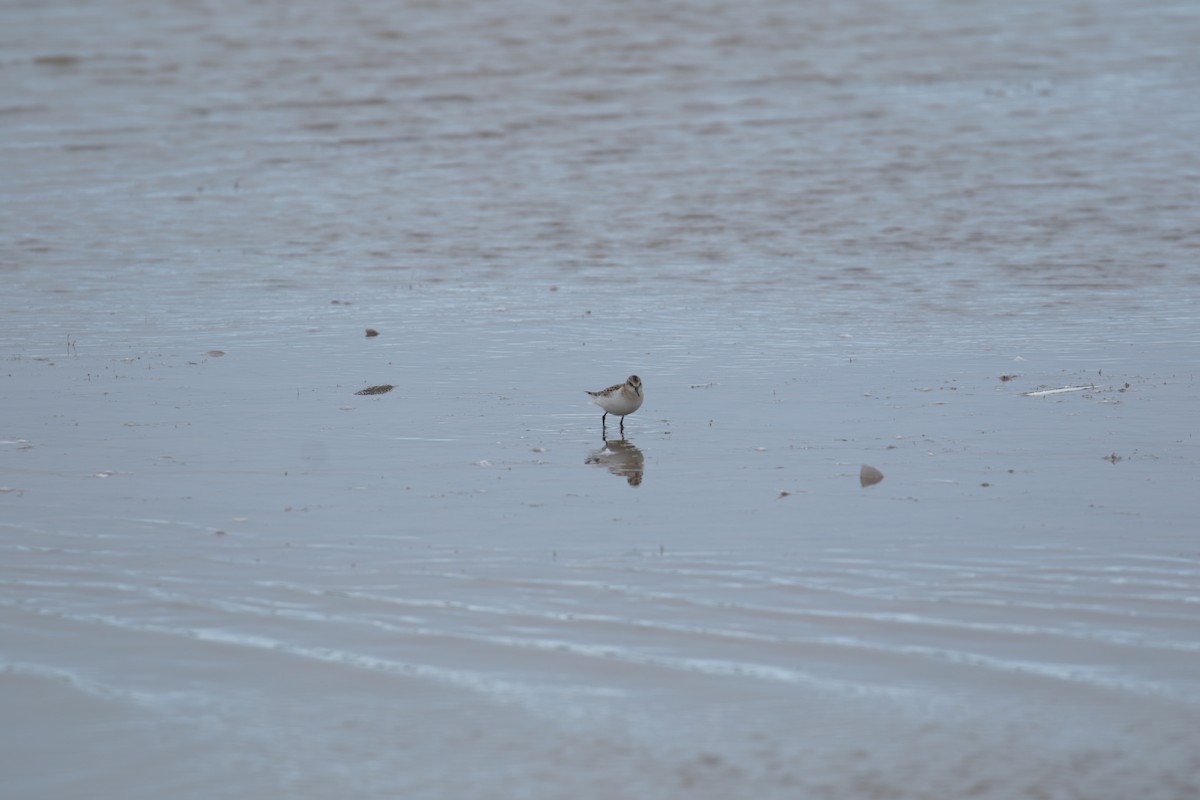 Little Stint - ML620061749