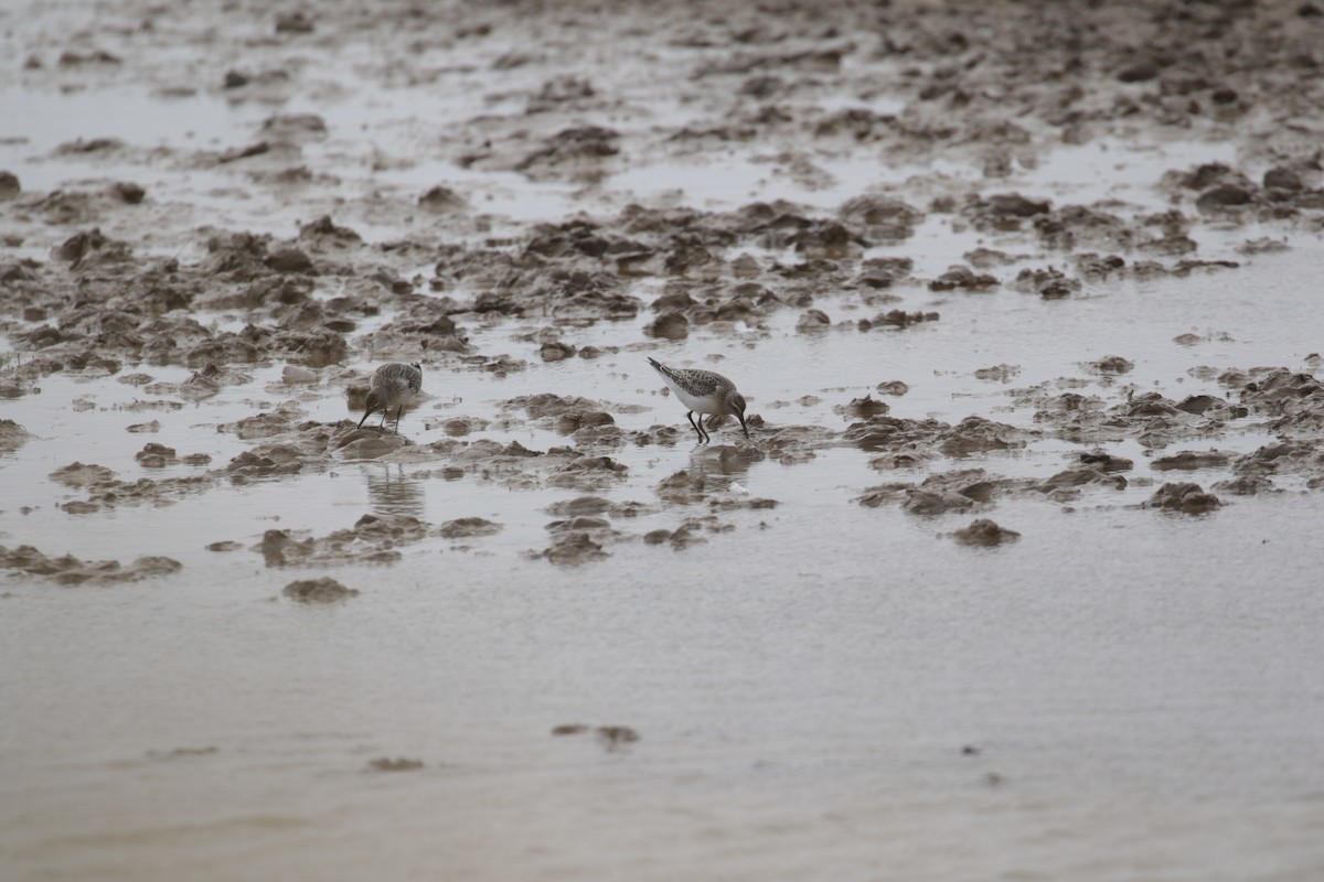 Curlew Sandpiper - ML620061750