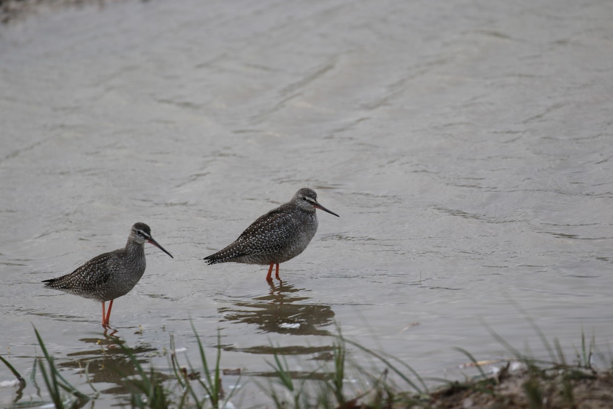 Spotted Redshank - ML620061751