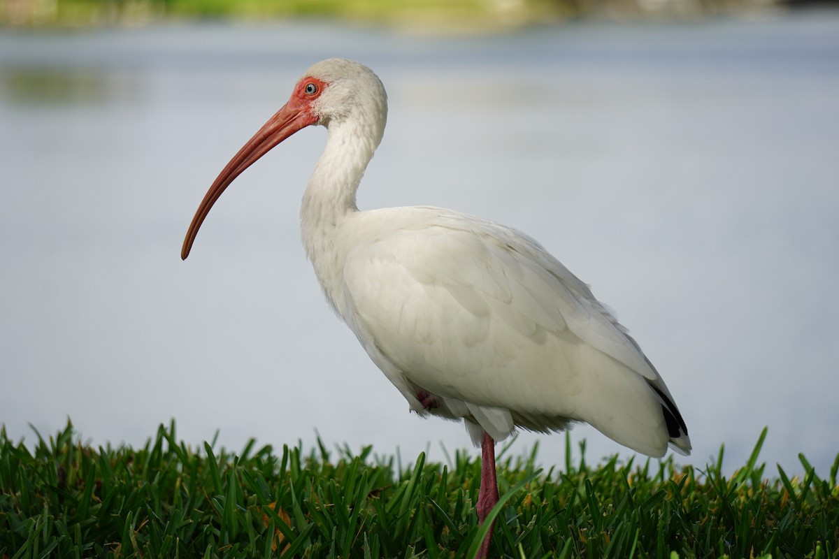 ibis bílý - ML620061764