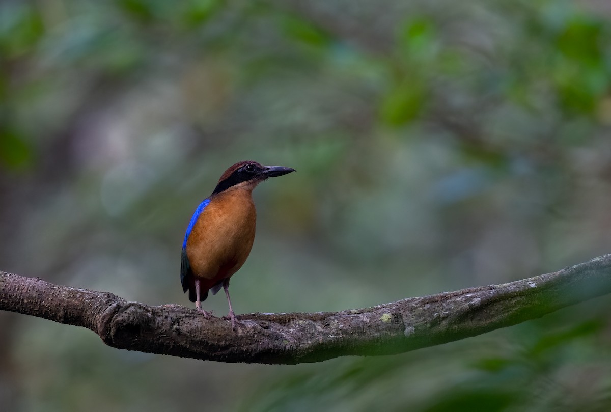 Mangrove Pitta - ML620061765