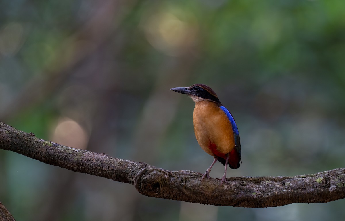 Mangrove Pitta - ML620061766