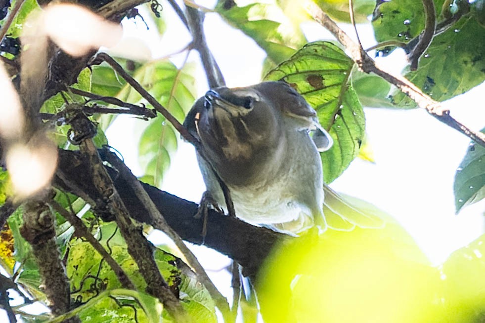 Gray-sided Thrush - ML620061789