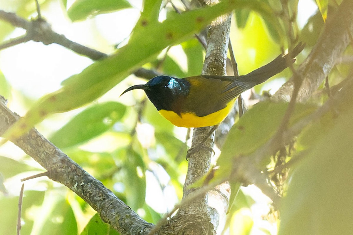 Green-tailed Sunbird - ML620061805