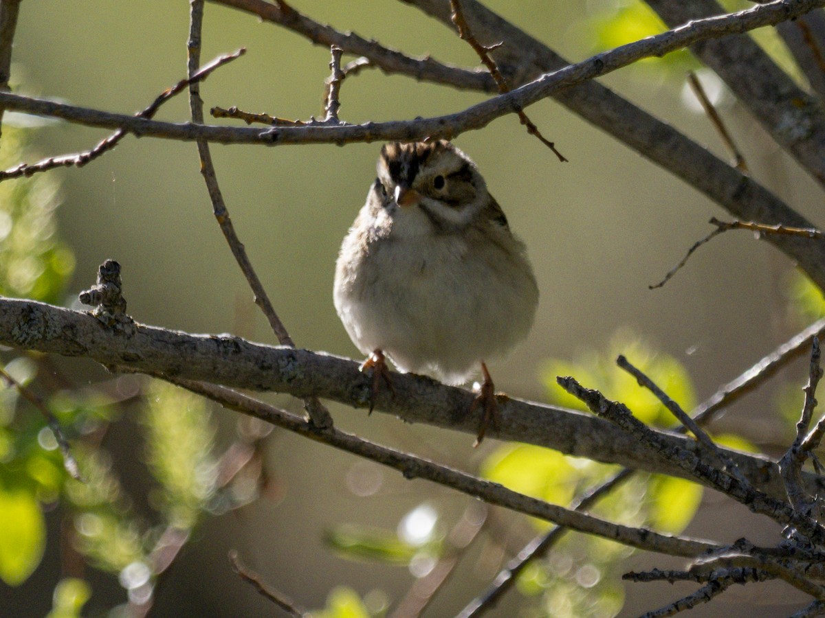Clay-colored Sparrow - ML620061817