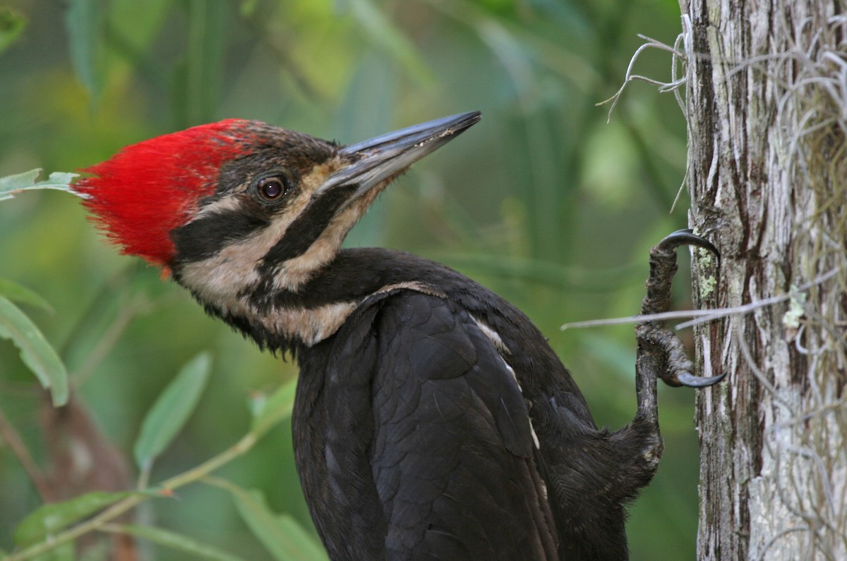 Pileated Woodpecker - ML620061818