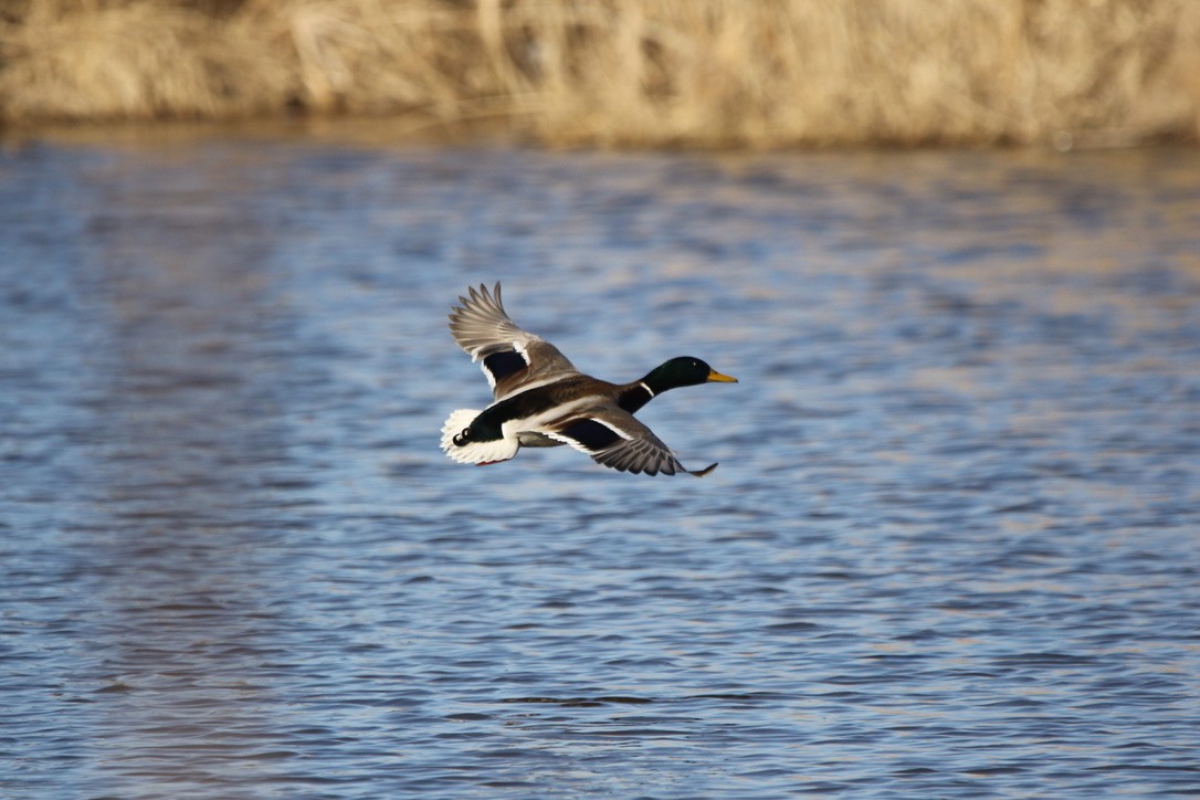 Mallard - ML620061819