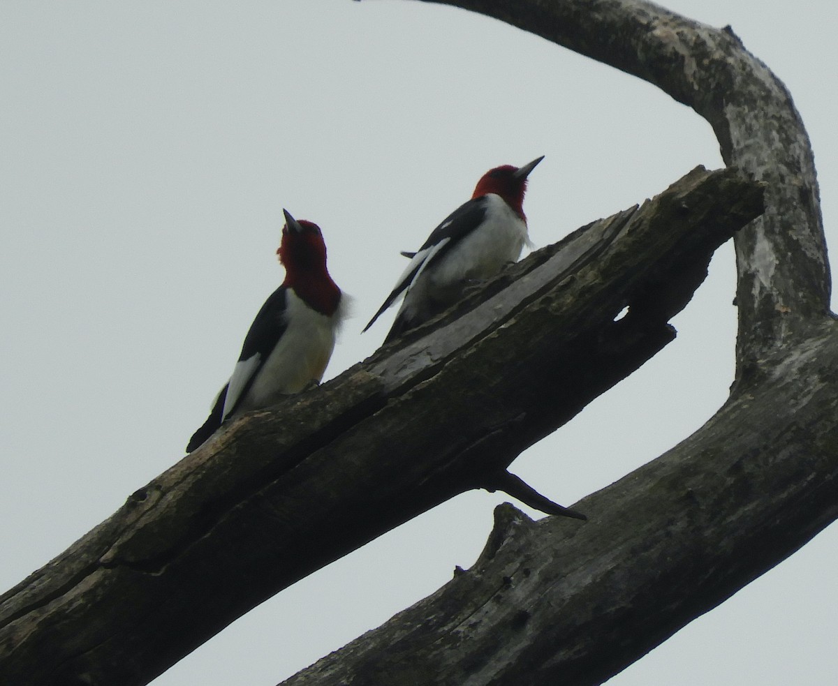 Red-headed Woodpecker - ML620061834