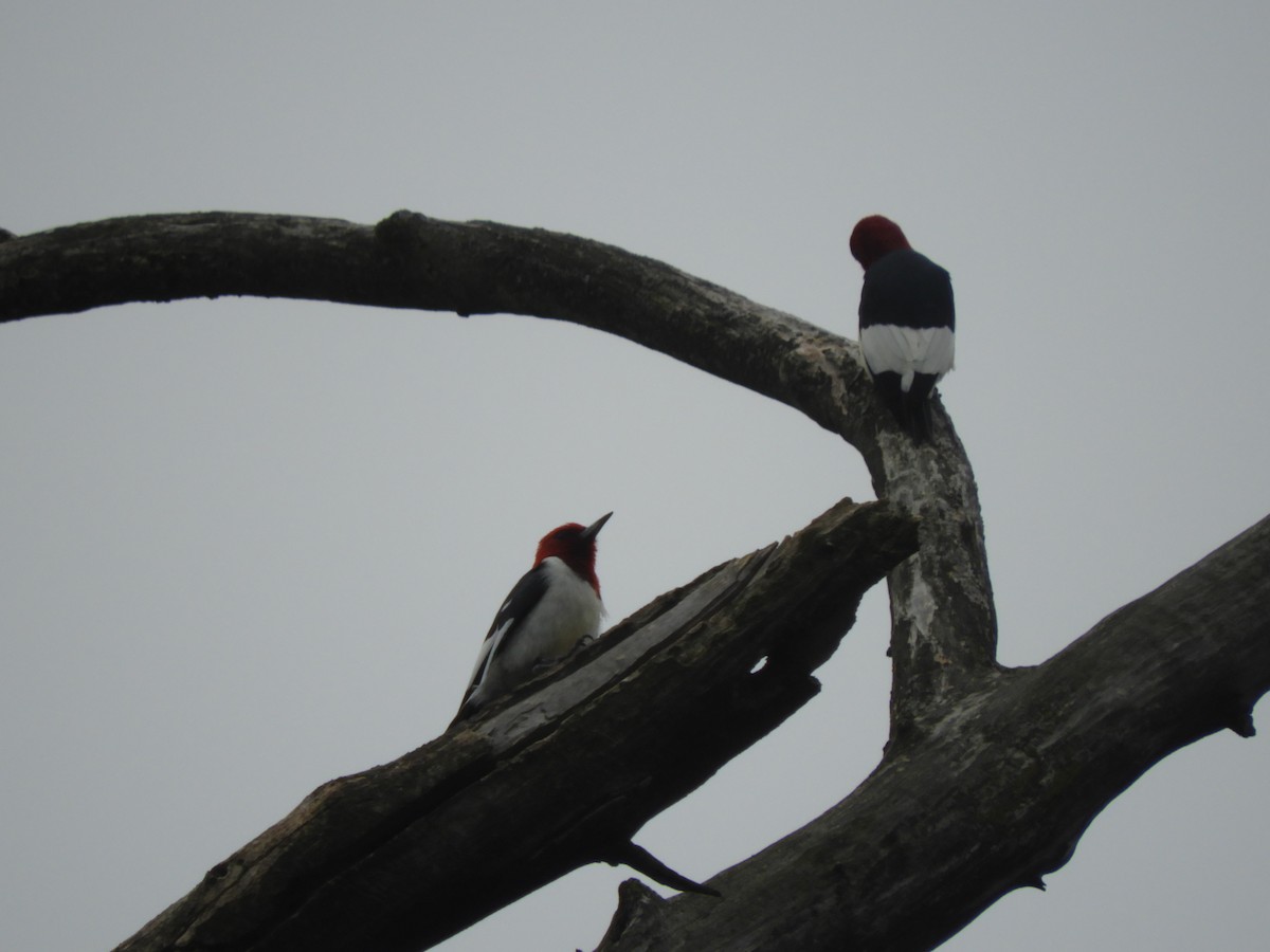 Red-headed Woodpecker - ML620061837