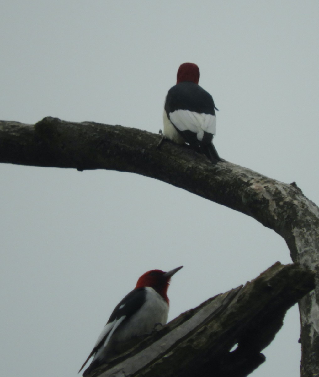 Red-headed Woodpecker - ML620061843