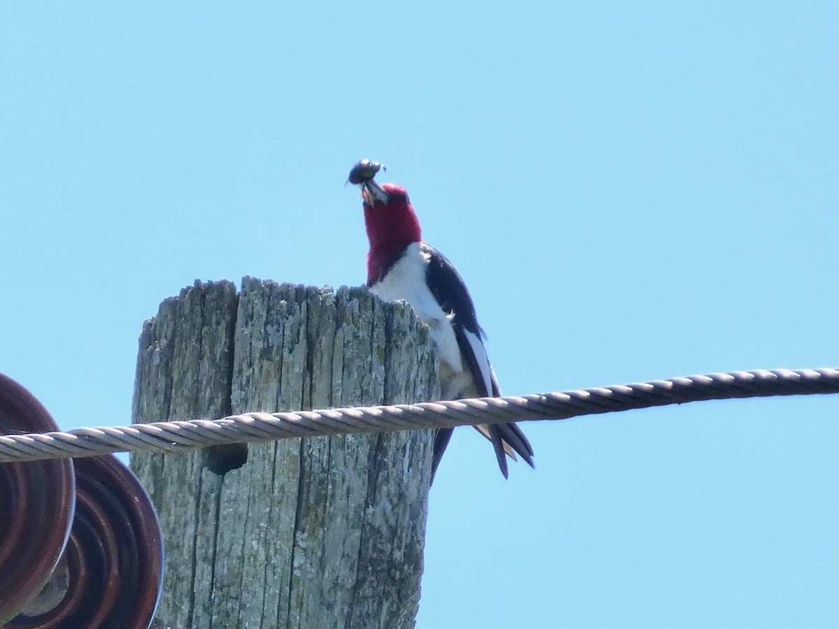 Red-headed Woodpecker - ML620061846