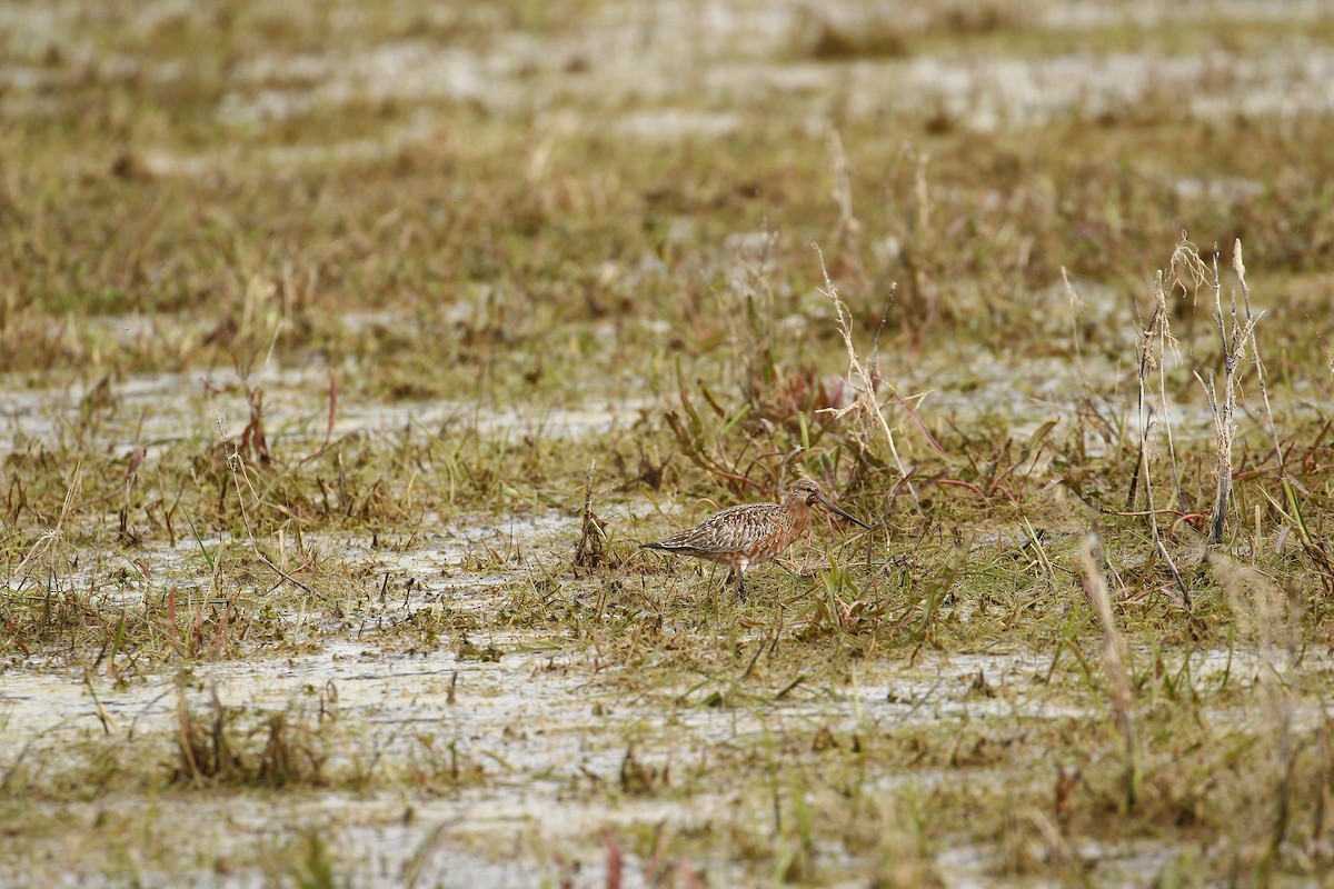 Bar-tailed Godwit - ML620061848