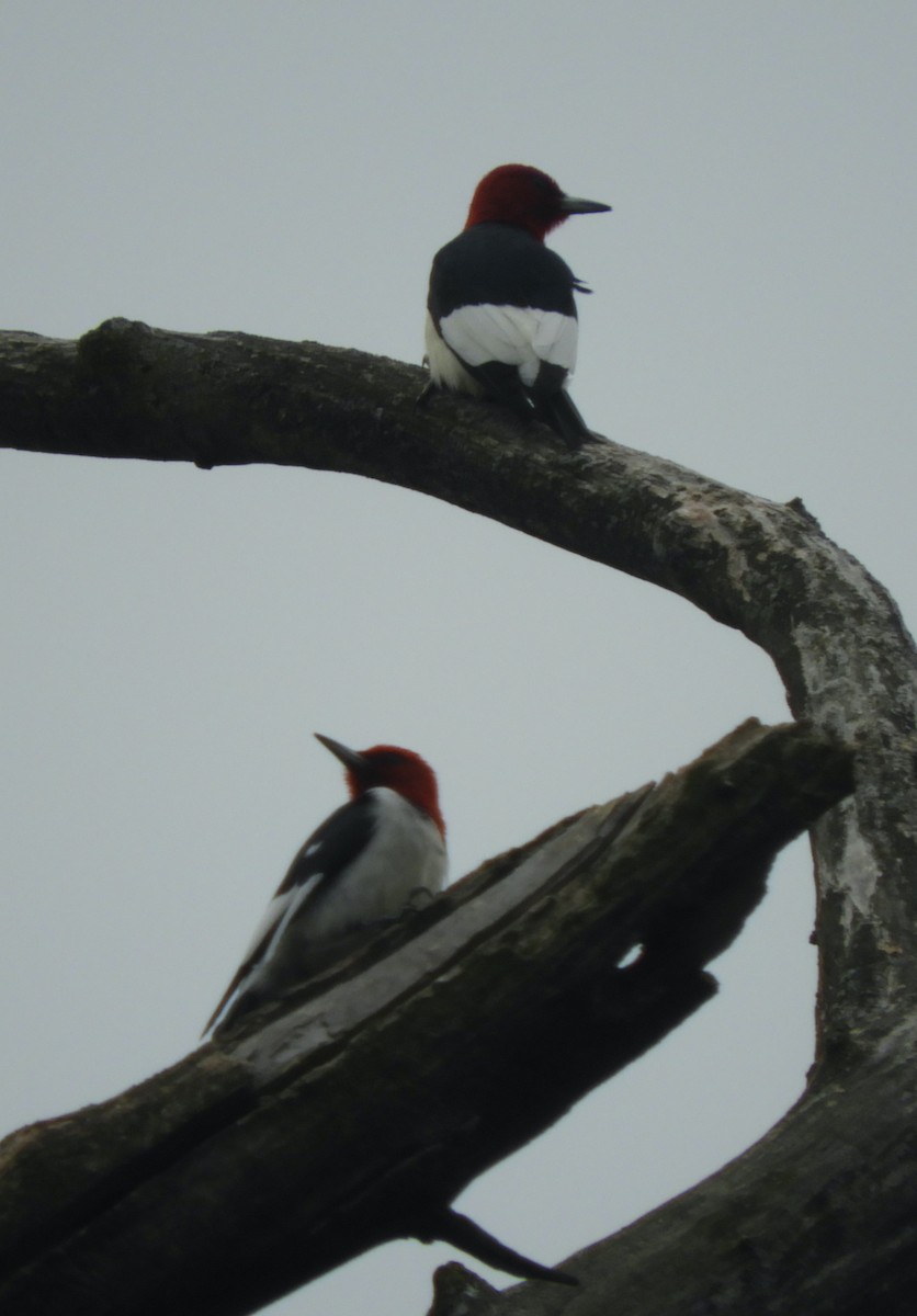 Red-headed Woodpecker - ML620061850