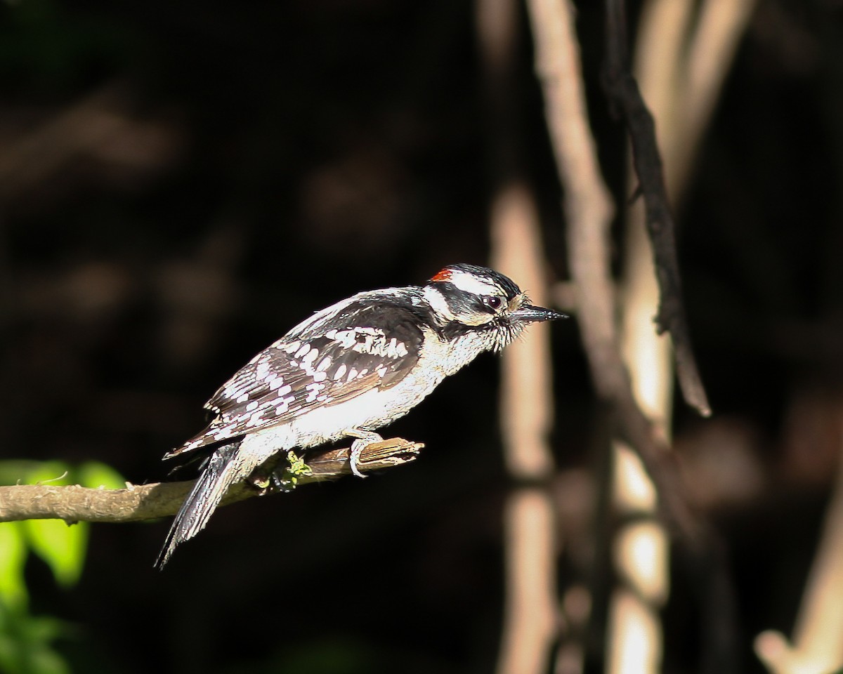 Downy Woodpecker - ML620061853