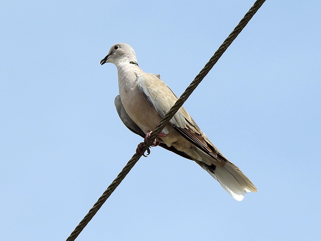 Eurasian Collared-Dove - ML620061868