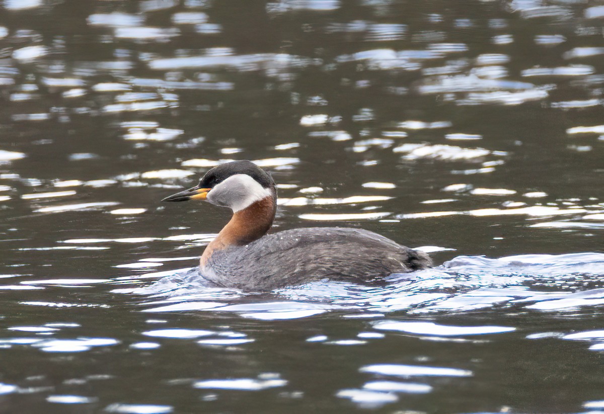 Red-necked Grebe - ML620061877