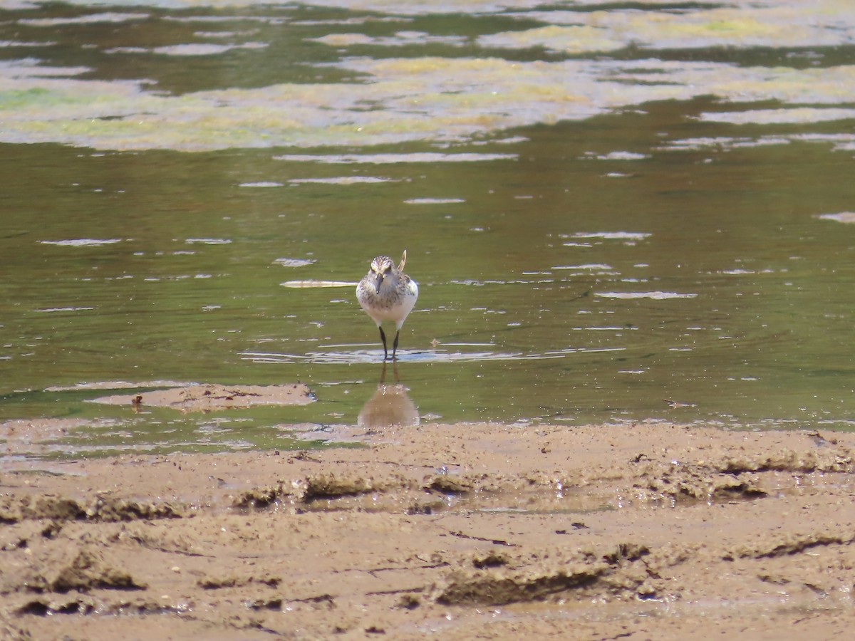 Semipalmated Sandpiper - ML620061888