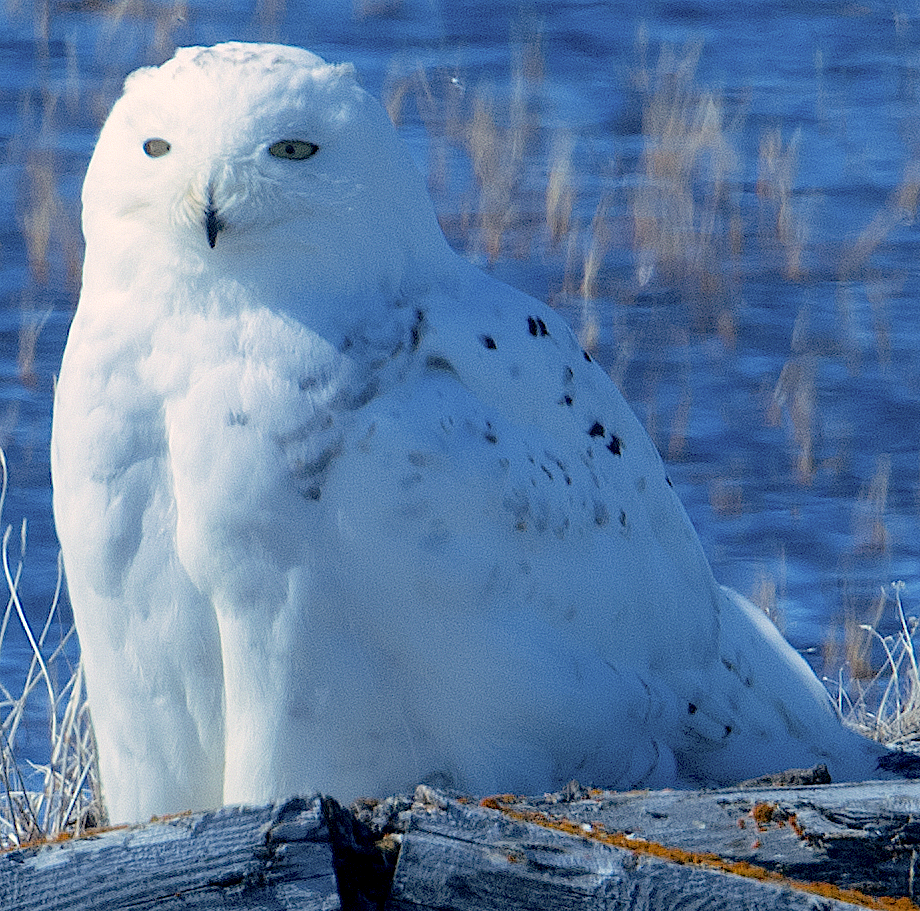 Snowy Owl - ML620061889