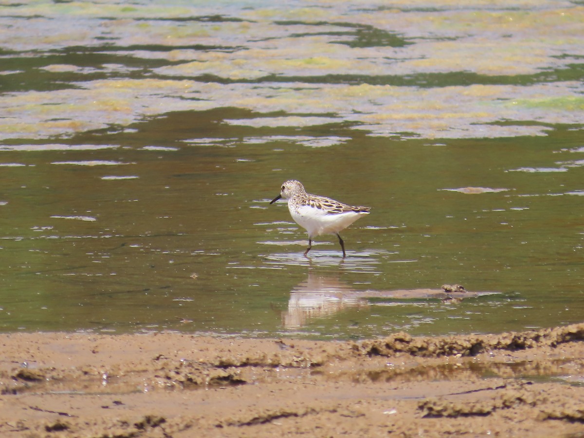 Sandstrandläufer - ML620061890