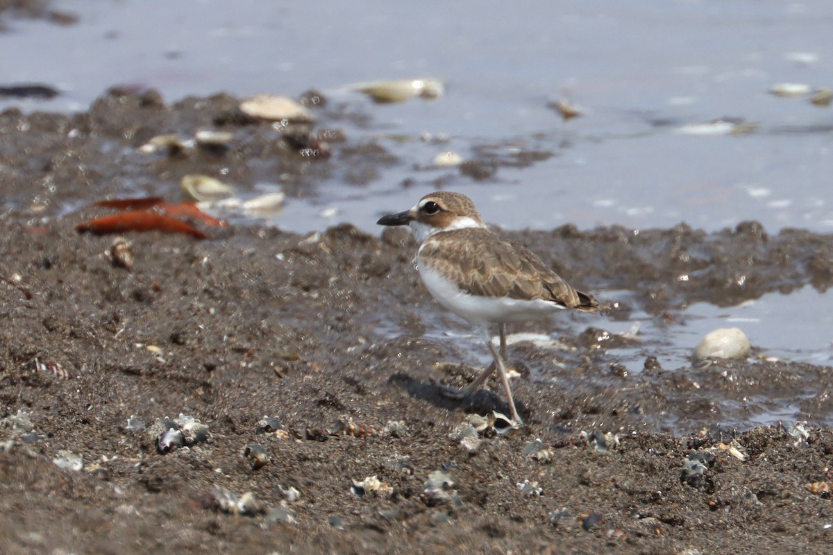 Wilson's Plover - ML620061893