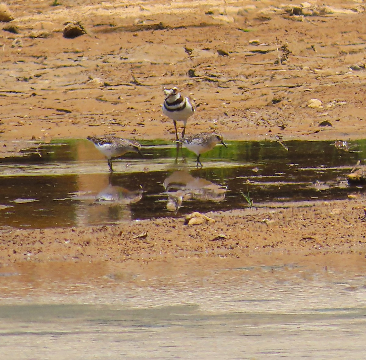 Semipalmated Sandpiper - ML620061901