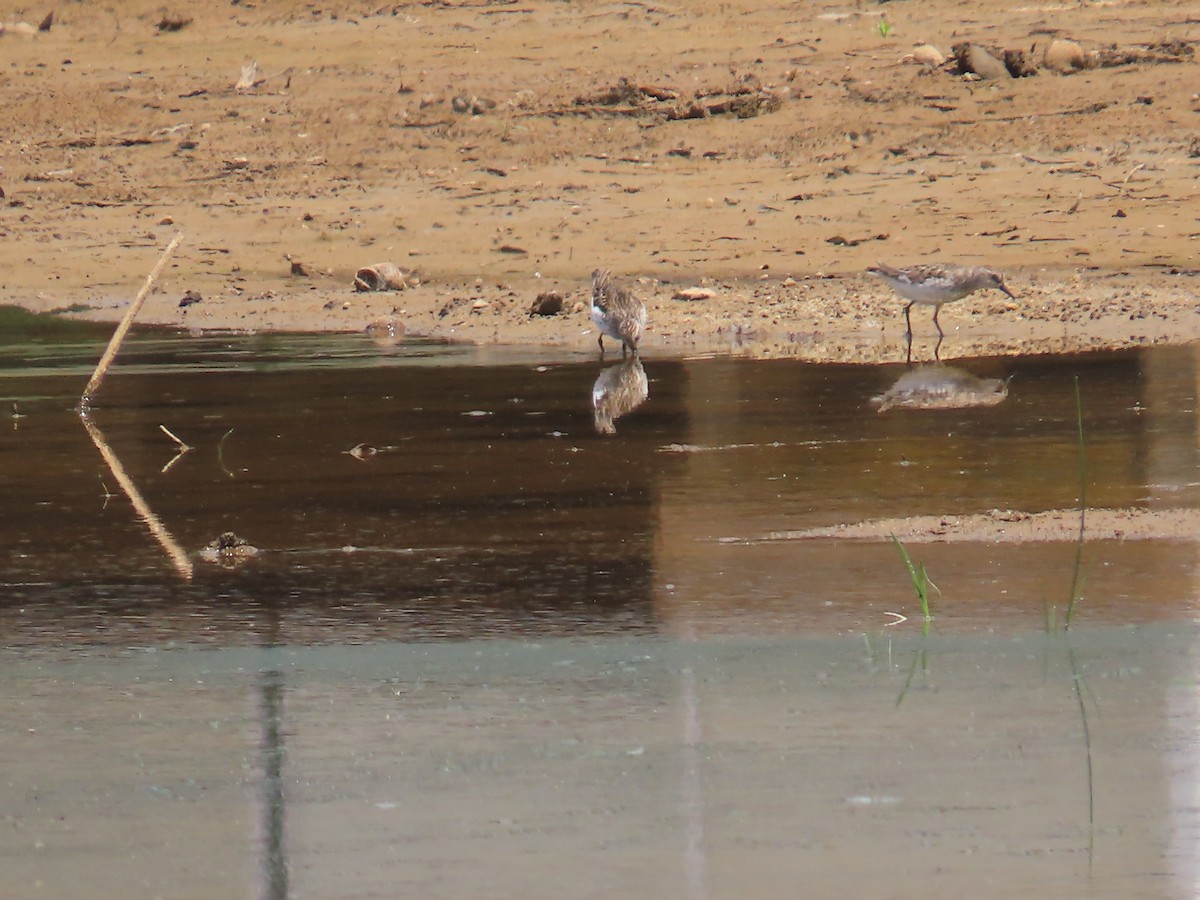 Semipalmated Sandpiper - ML620061902