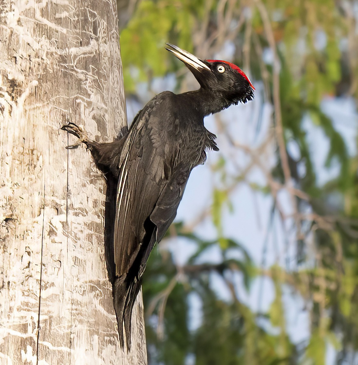 Black Woodpecker - ML620061910