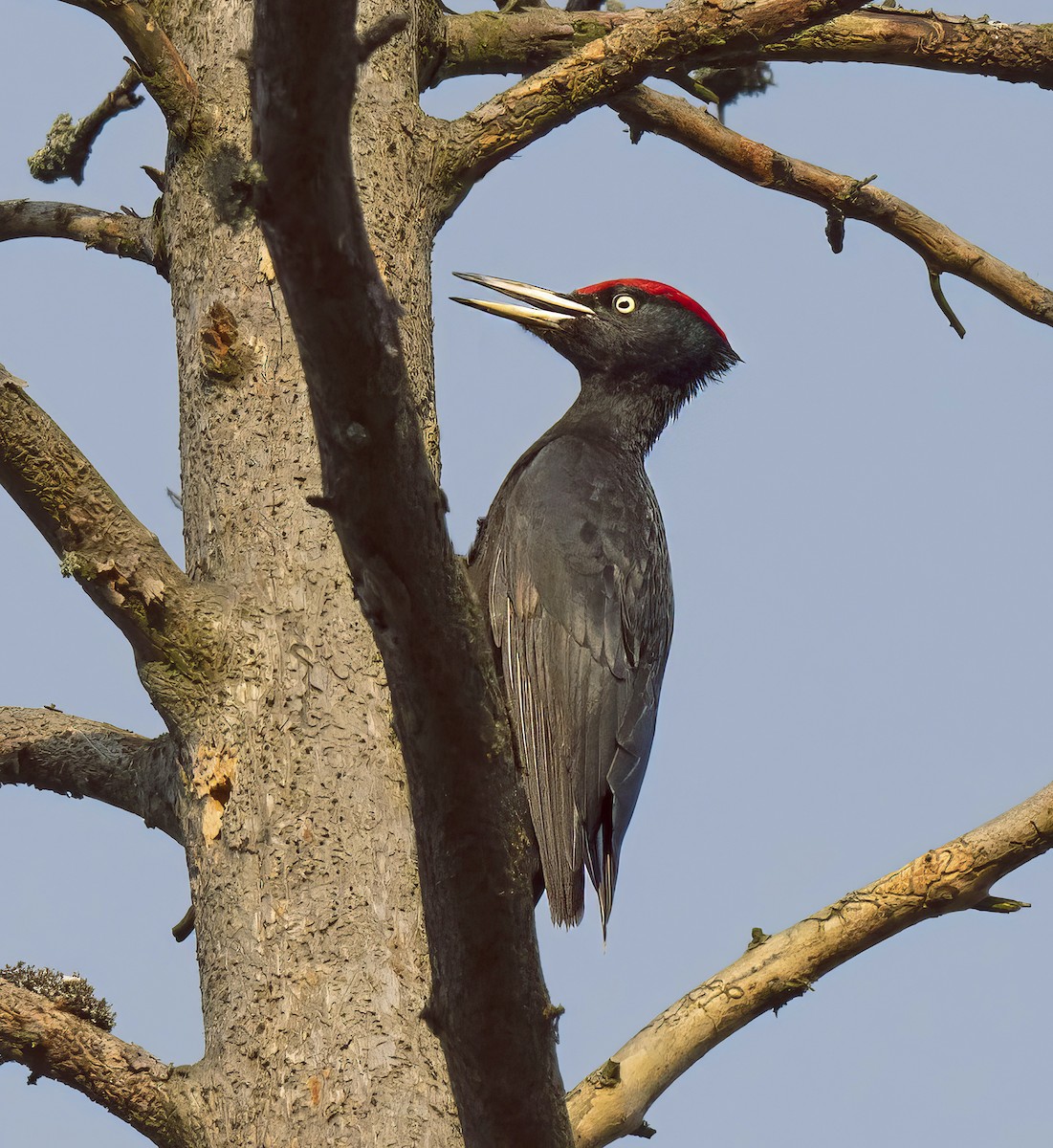 Black Woodpecker - ML620061911