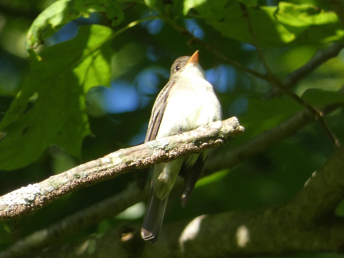 Eastern Wood-Pewee - ML620061933