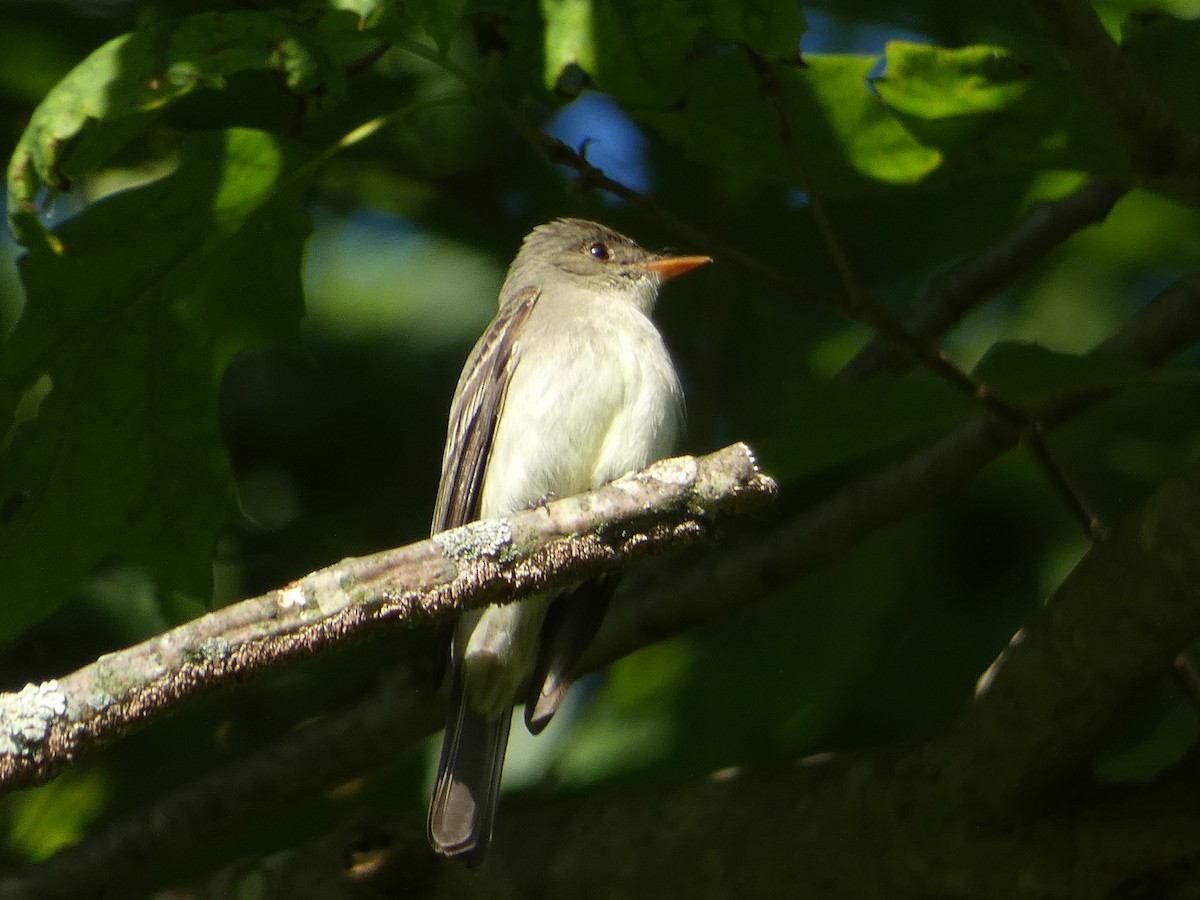 Eastern Wood-Pewee - ML620061934