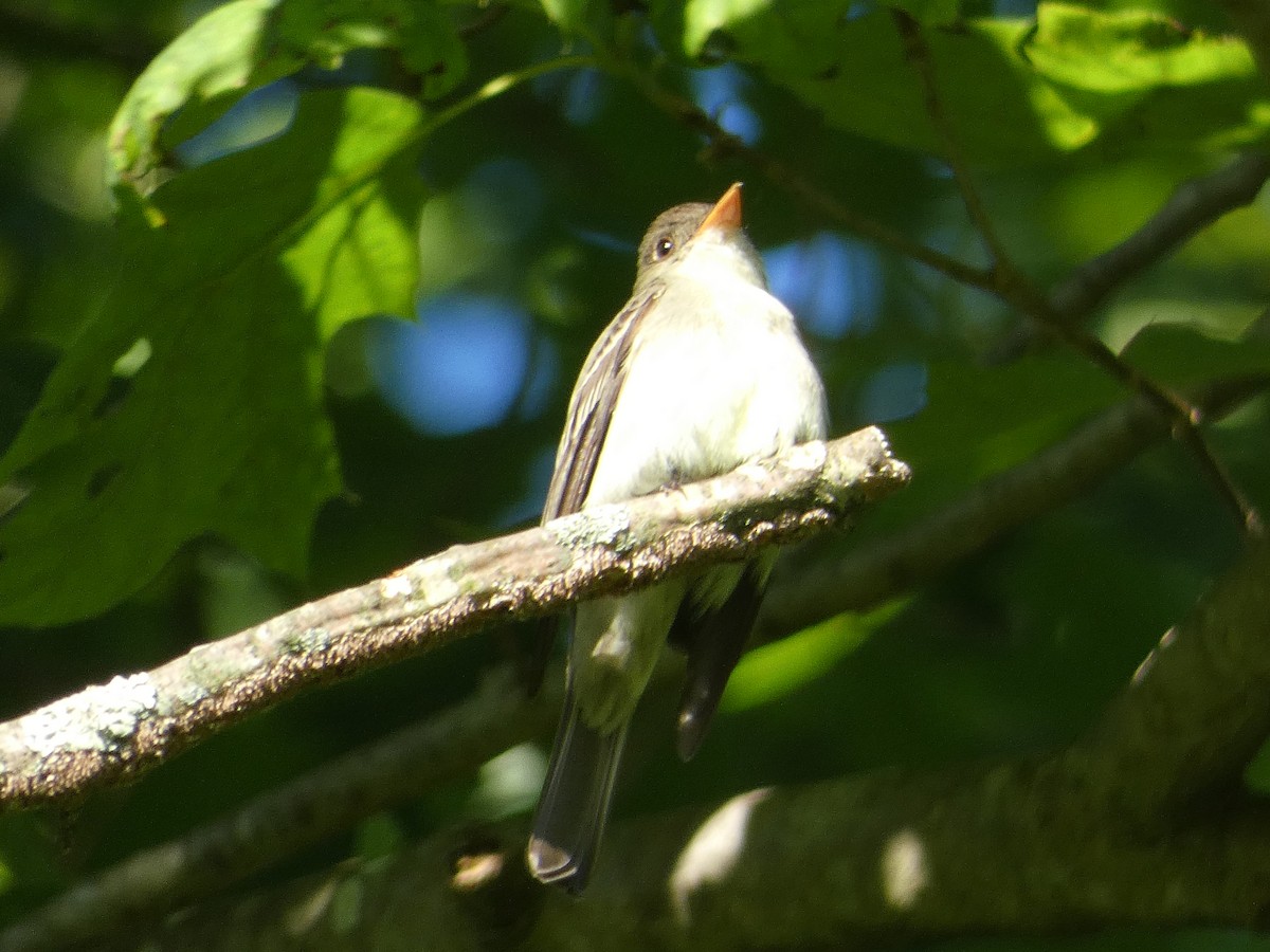 Eastern Wood-Pewee - ML620061935