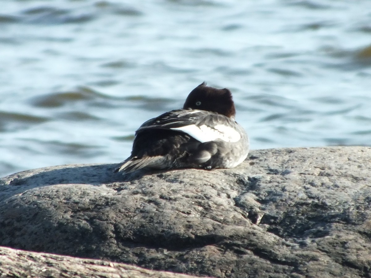 Common Goldeneye - ML620061967